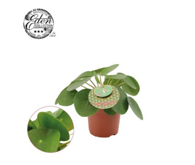 PILEA PEPEROMOIDES