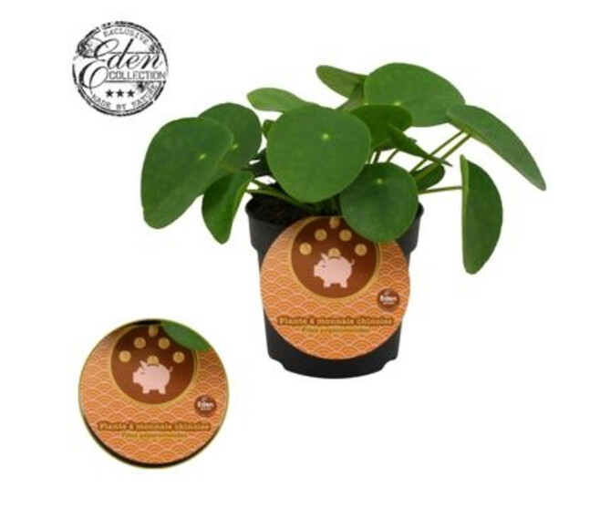 PILEA PEPEROMOIDES