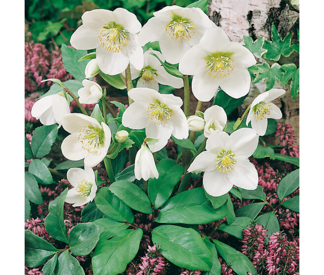 HELLEBORUS NIGER PRAECOX BQ10