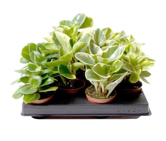 PEPEROMIA OBTUSIFOLIA USA VARIES
