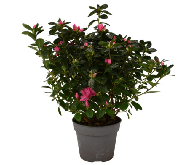 AZALEE JAPONAISE 30CM