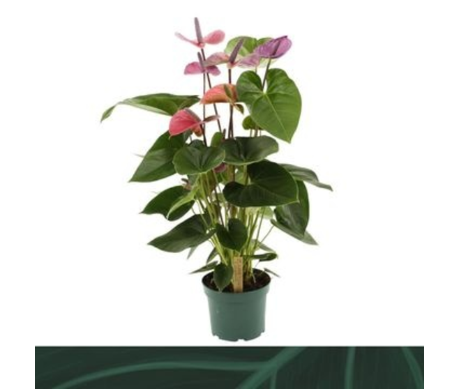 ANTHURIUM ANDREANUM CAVALLI