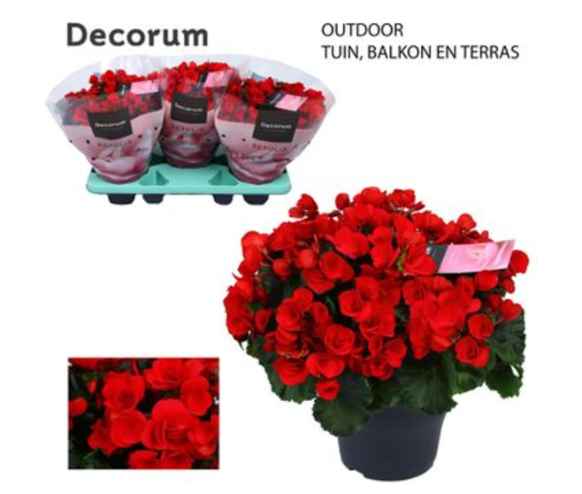 BEGONIA RIEGGER ROUGE