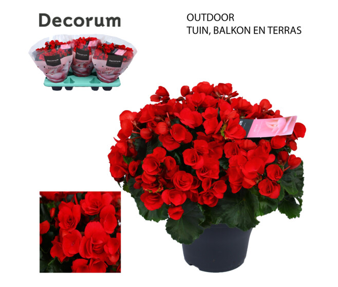 BEGONIA RIEGGER ROUGE