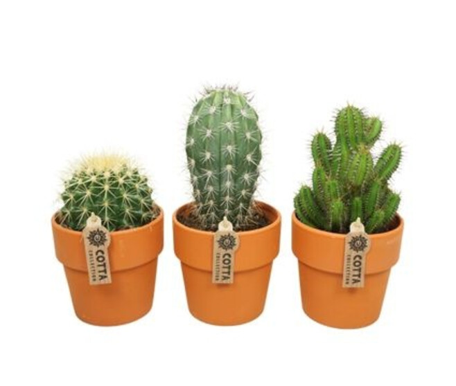 CACTUS VARIES P TERRE
