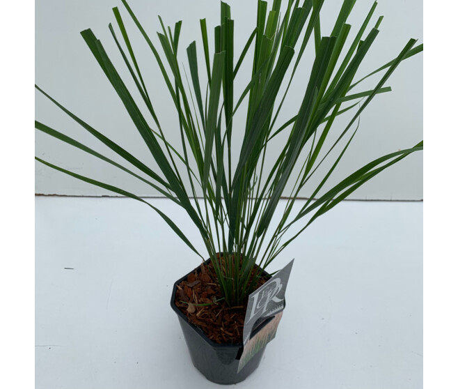 CALAMAGROSTIS KARL FOERSTER