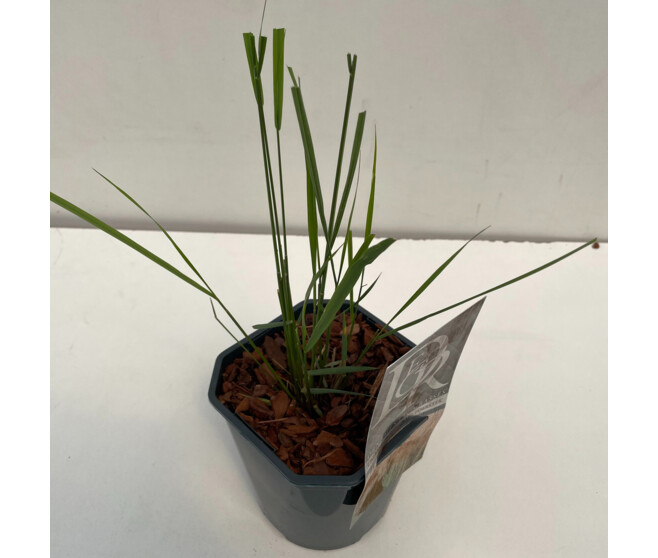 CALAMAGROSTIS KARL FOERSTER