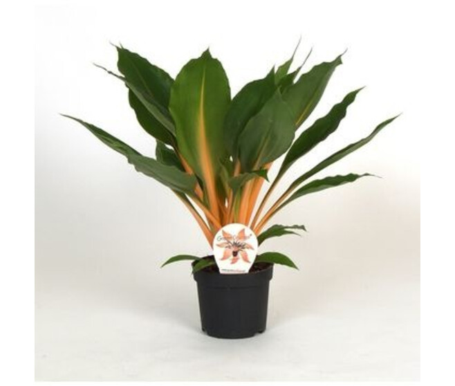 CHLOROPHYTUM GREEN ORANGE