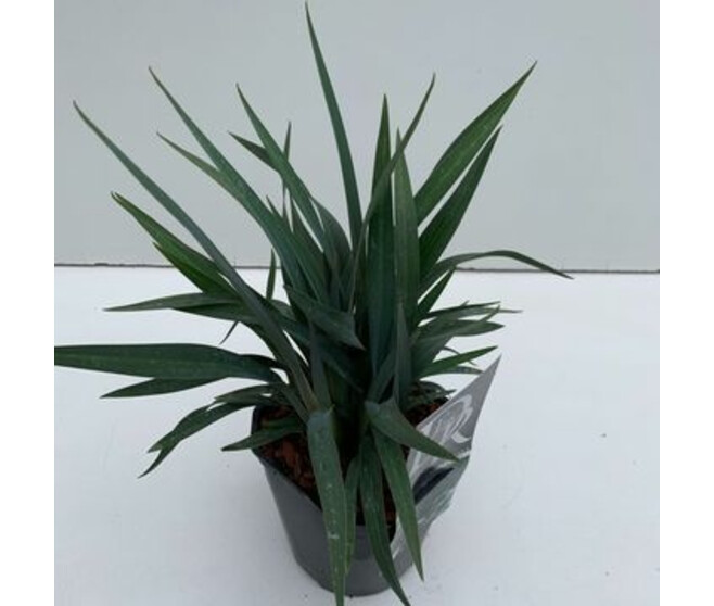 DIANELLA BLUE STREAM