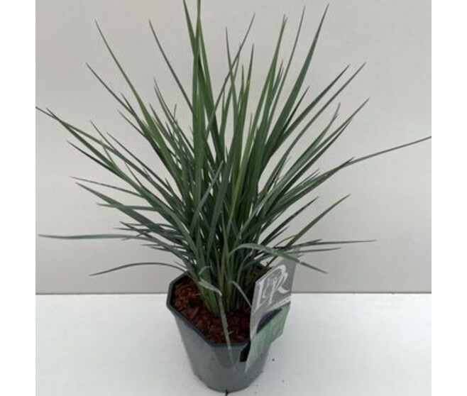DIANELLA COOLVISTA