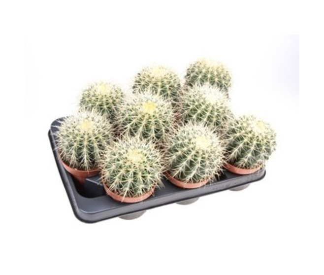 CACTUS ECHINOCACTUS GRUSONII