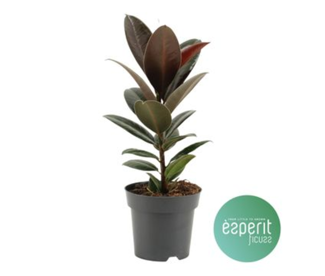 FICUS MELANY