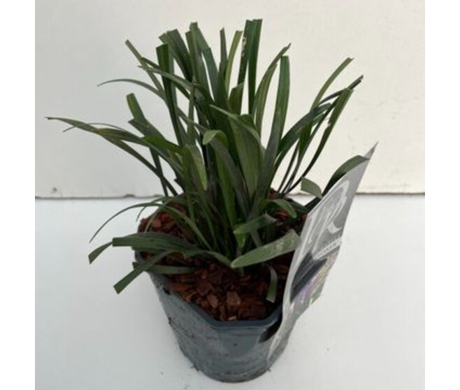 LIRIOPE MONEYMAKER