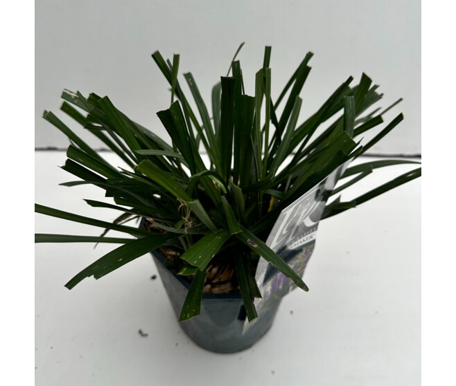 LIRIOPE MONEYMAKER