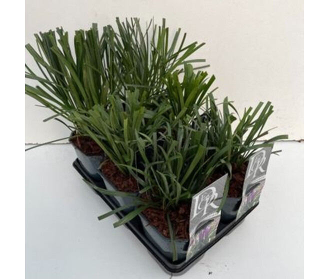 LIRIOPE VARIE
