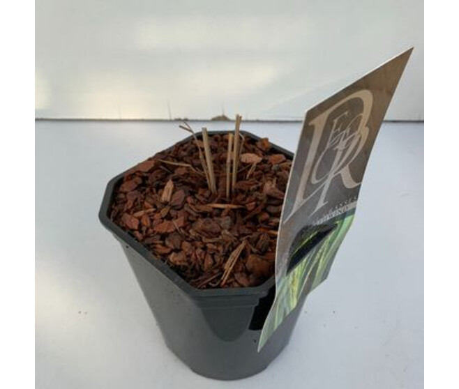 PANICUM NORTHWIND