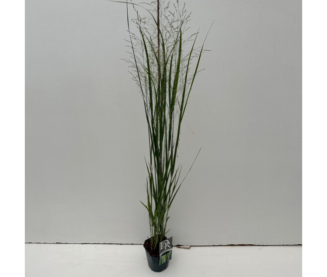 PANICUM NORTHWIND