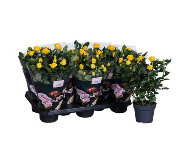 ROSIER PATIO JAUNE