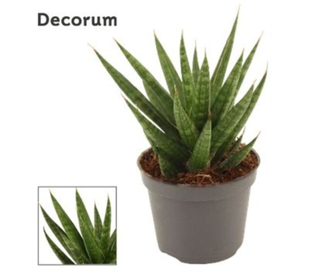 SANSEVIERIA FRANCISSII