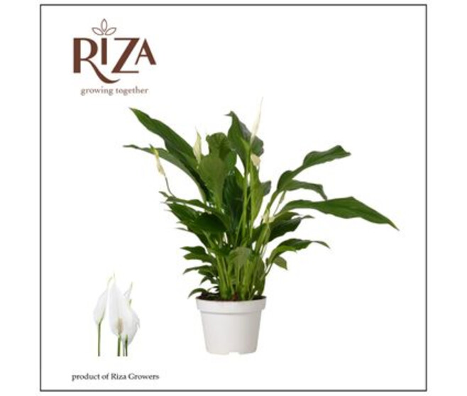 SPATHIPHYLLUM STRAUSS