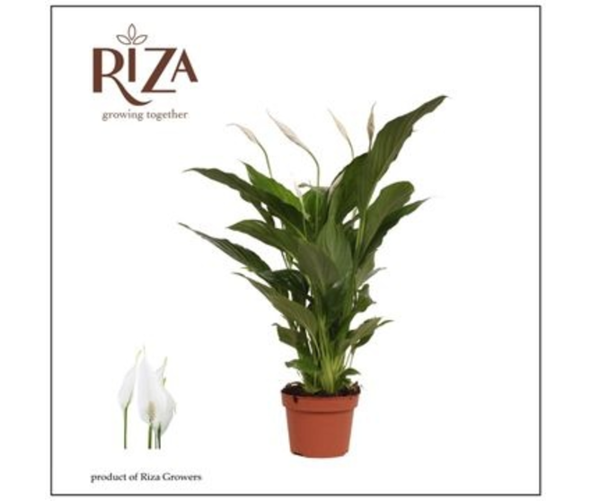 SPATHIPHYLLUM STRAUSS