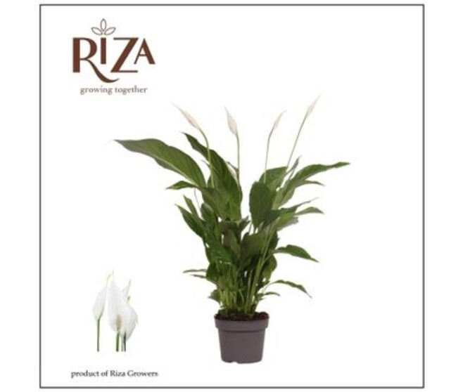 SPATHIPHYLLUM STRAUSS