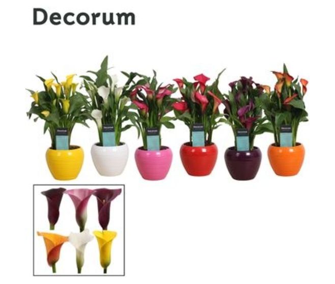 ARUM CERAM