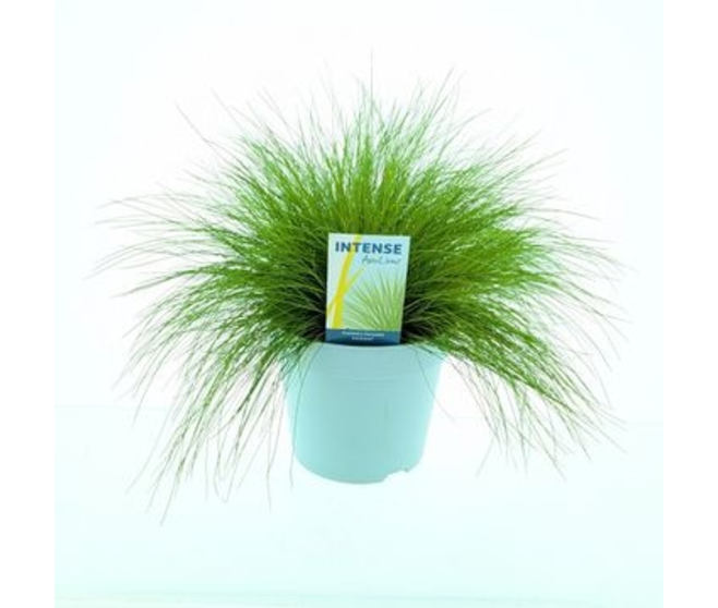 DESCHAMPSIA