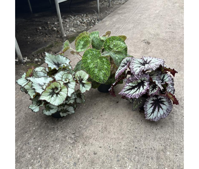 BEGONIA TIGRE