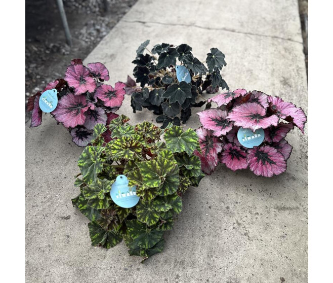 BEGONIA TIGRE