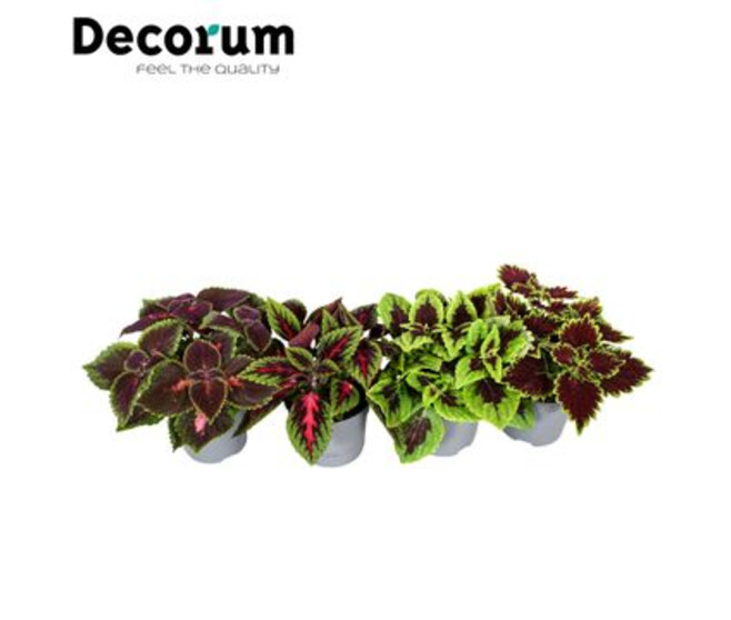 COLEUS