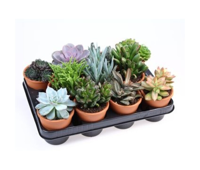 SUCCULENTE VARIEE P TERRE