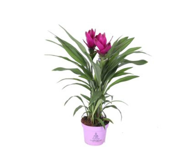 CURCUMA 2FL SUBLIME