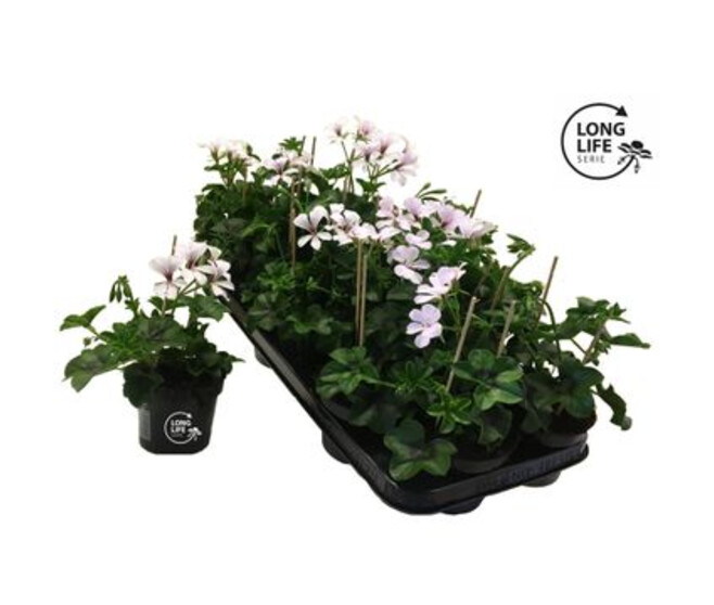 GERANIUM LIERRE SIMPLE BLANC