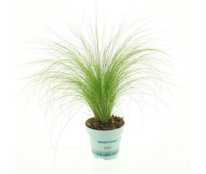 STIPA TENUIFOLIA