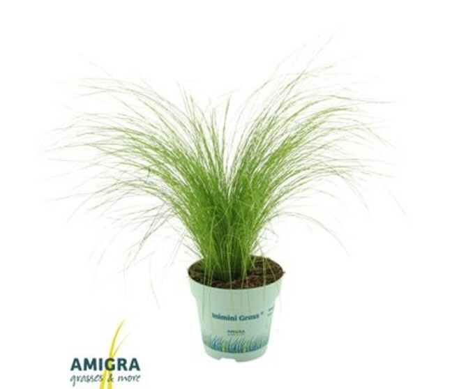 STIPA TENUIFOLIA