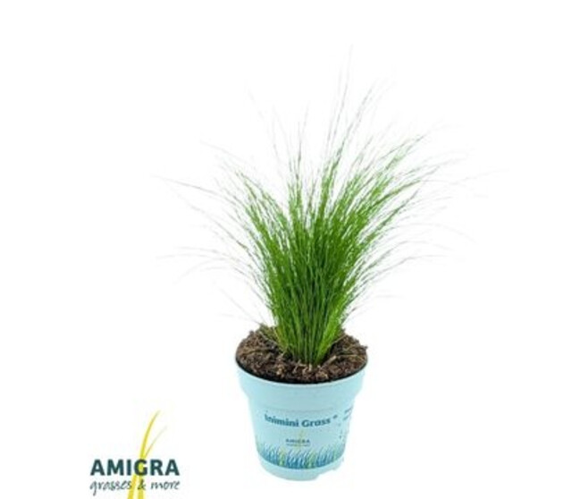 STIPA TENUIFOLIA
