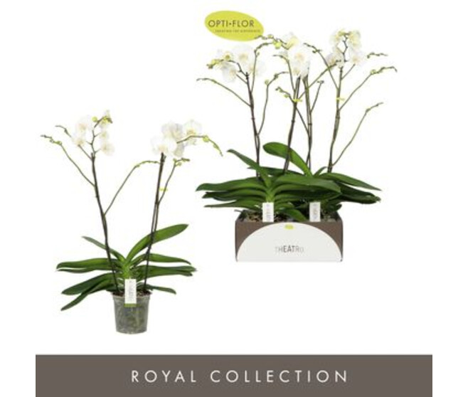 PHALAENOPSIS 2BR BLANC THEATRO