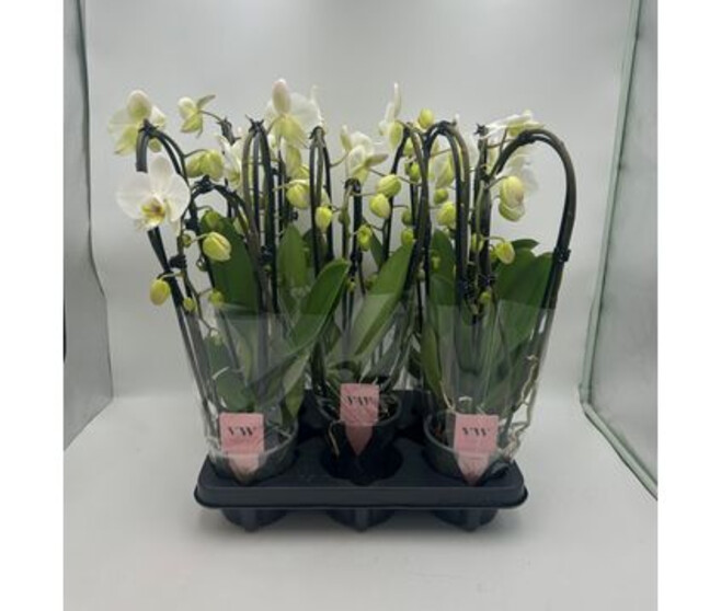 PHALAENOPSIS 3BR BLANC CASCADE