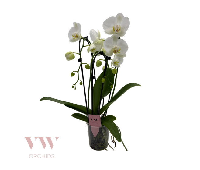 PHALAENOPSIS 3BR BLANC CASCADE