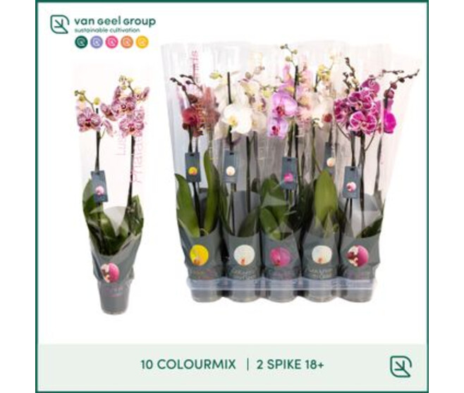 PHALAENOPSIS 2BR COLOURS