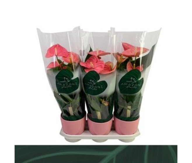 ANTHURIUM ANDREANUM ROSE CERAM