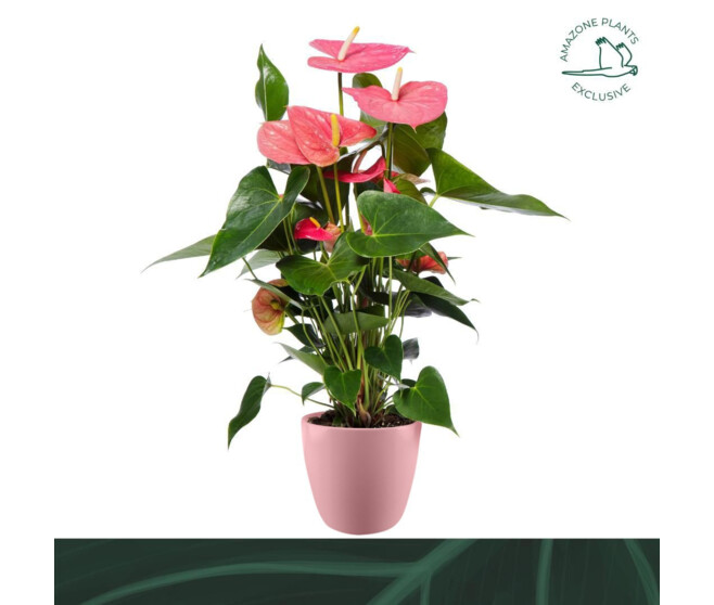 ANTHURIUM ANDREANUM ROSE CERAM