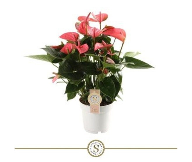 ANTHURIUM ANDREANUM PINK CHAMPION