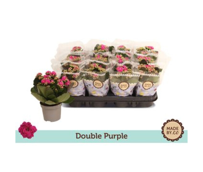 KALANCHOE FL DBLE MAUVE