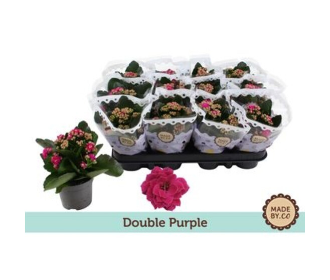 KALANCHOE FL DBLE MAUVE
