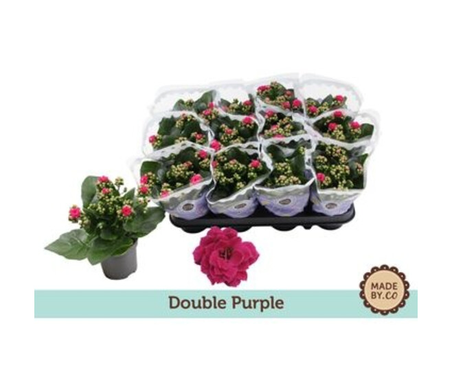 KALANCHOE FL DBLE MAUVE