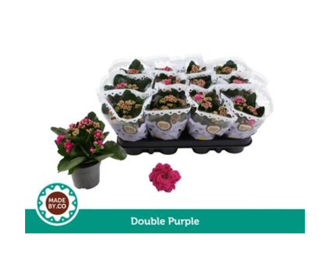 KALANCHOE FL DBLE MAUVE
