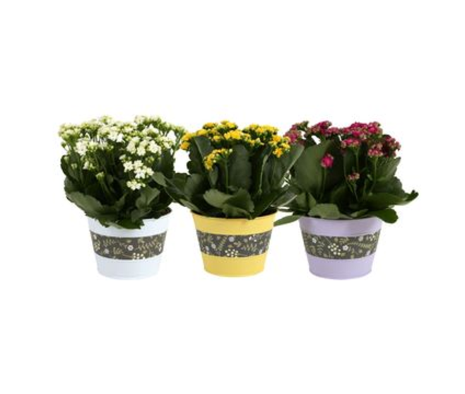 KALANCHOE FL DBLE ZINC