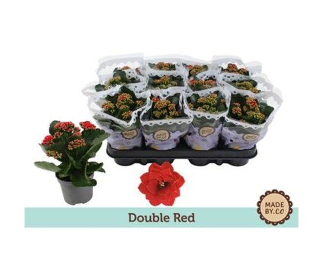 KALANCHOE FL DBLE ROUGE